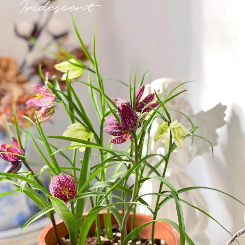花格贝母盆栽多年生球根植物
