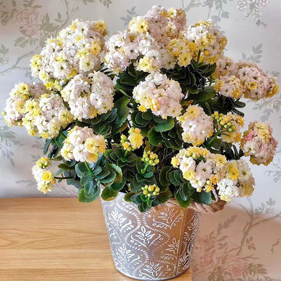 重瓣长寿花大花品种彩虹糖女神