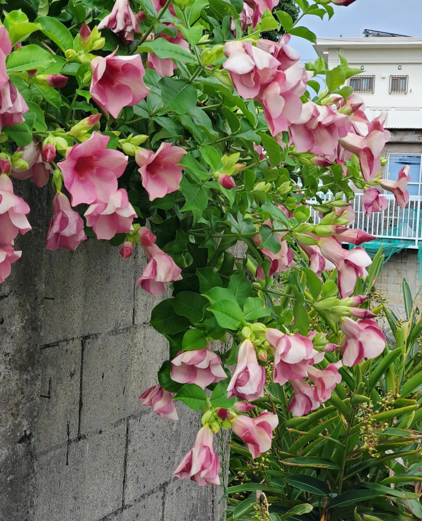 紫蝉花盆栽花苗黄婵花木本喇叭花庭院阳台多年生室外耐热耐晒好养