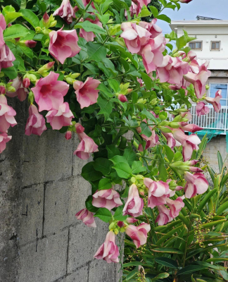 紫蝉花盆栽花苗黄婵花木本喇叭花庭院阳台多年生室外耐热耐晒好养