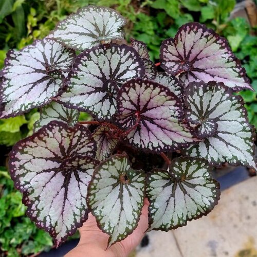 热植蟆叶秋海棠盆栽室内绿植