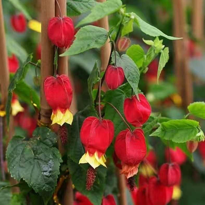 年宵花灯笼花带花藤本爬藤植物盆栽蔓性风铃花室内观花四季好养