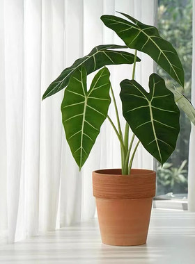 绿天鹅绒海芋热带植物北欧风格