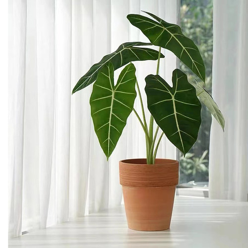 绿天鹅绒海芋热带植物北欧风格