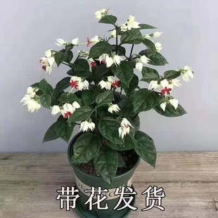 木本 龙吐珠花盆栽 带花 观花秋季好养植物花客厅花期长带花发货