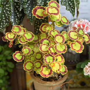 奎尔特夫人天竺葵盆栽 花苗观叶阳台窗台叶天竺