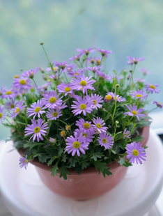 新品进口姬小菊盆栽花卉阳台庭院四季植物易爆盆多年生好养