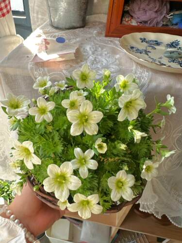 虎耳草盆栽多年生耐寒庭院客厅好养活迷你盆栽植物易爆花