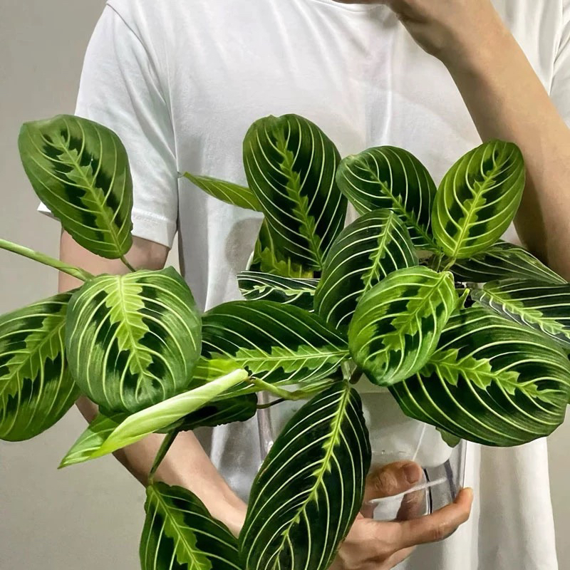 白脉叶蝉荷兰进口网红INS风观叶植物耐阴好养