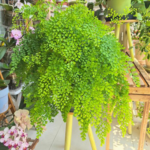 耐阴蕨类植物客厅绿植 铁线蕨 波斯盾蕨类植物多年生四季常绿观叶