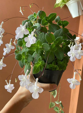 进口蓝海豚花白海豚花花期长