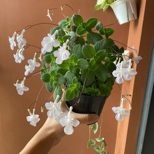 进口 好养 蓝海豚花 趣味苦苣苔耐热爆花盆栽室内阳台花卉