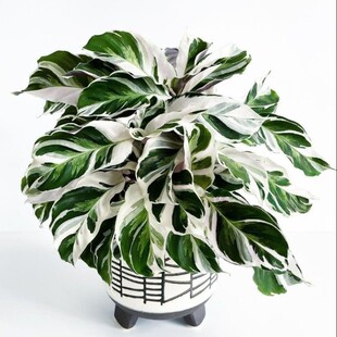 北欧风 白油画竹芋 室内观叶绿植 家居绿植 散射光美观阳台绿植