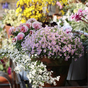 耐寒花 安徽羽叶报春花 盆栽 开花爆盆神器耐寒花卉