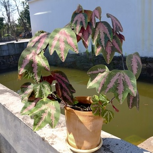 鸭掌西番莲 室内网红热植盆栽 丝型福寿植物鸟观叶爬藤盆栽花卉
