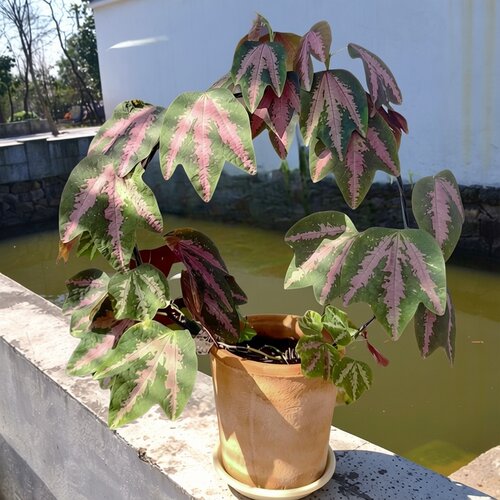 鸭掌西番莲室内网红观叶爬藤盆栽