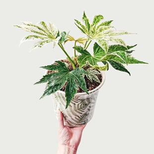 新品花叶 锦叶八角金盘锦进口室内ins网红盆栽北欧风绿植美观