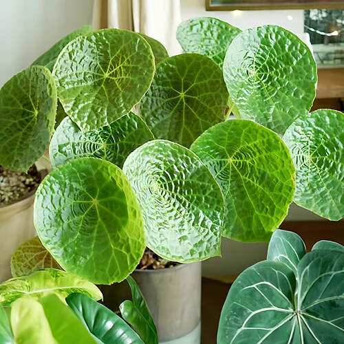 福寿秋海棠耐阴室内绿植盆栽