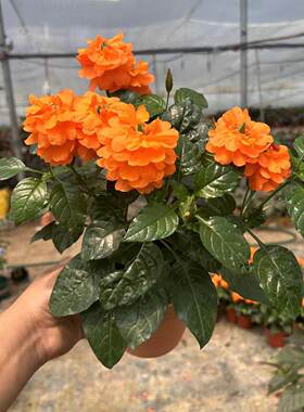耐晒花鸟尾花多年生木本植物耐热