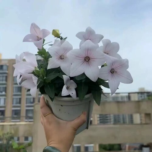 耐热好养中华桔梗带花苞