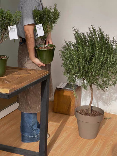 迷迭香到家就可采摘煎牛排香料