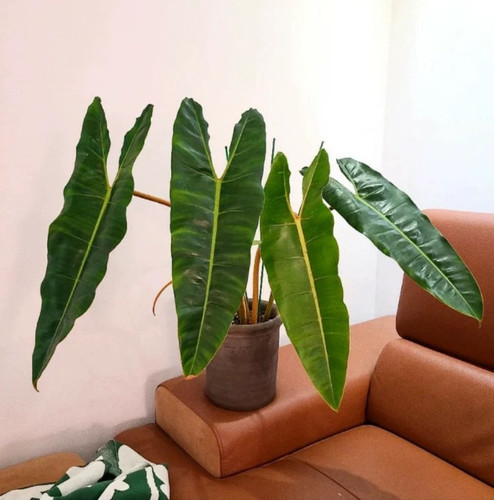 进口橙炳蔓绿绒盆栽 ins风 室内绿植好养常绿 多年生 阳台客厅