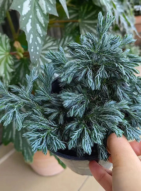 耐寒蓝湖柏蓝色波尔瓦盆栽圣诞节树室内四季常绿耐寒家居观叶植物