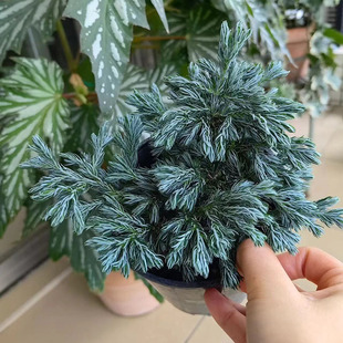 常绿耐寒家居观叶植物 耐寒蓝湖柏蓝色波尔瓦盆栽圣诞节树室内四季