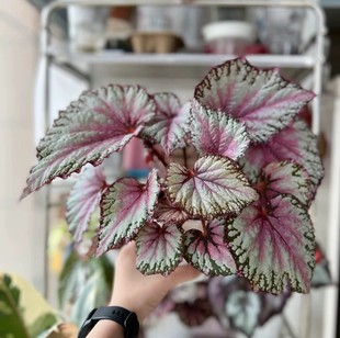 蟆叶秋海棠盆栽室内绿植彩叶芋观叶海芋热植垂丝海棠观叶植物花卉