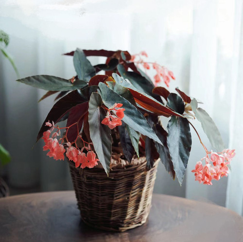 龙翅秋海棠盆栽阳台植物好养