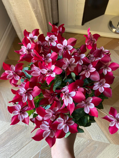 一代进口红色蝶衣仙客来开花好看年宵花