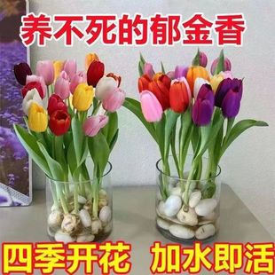 开花好养活土养阳台花种植发 5颗郁金香种球水培花卉盆栽重瓣四季