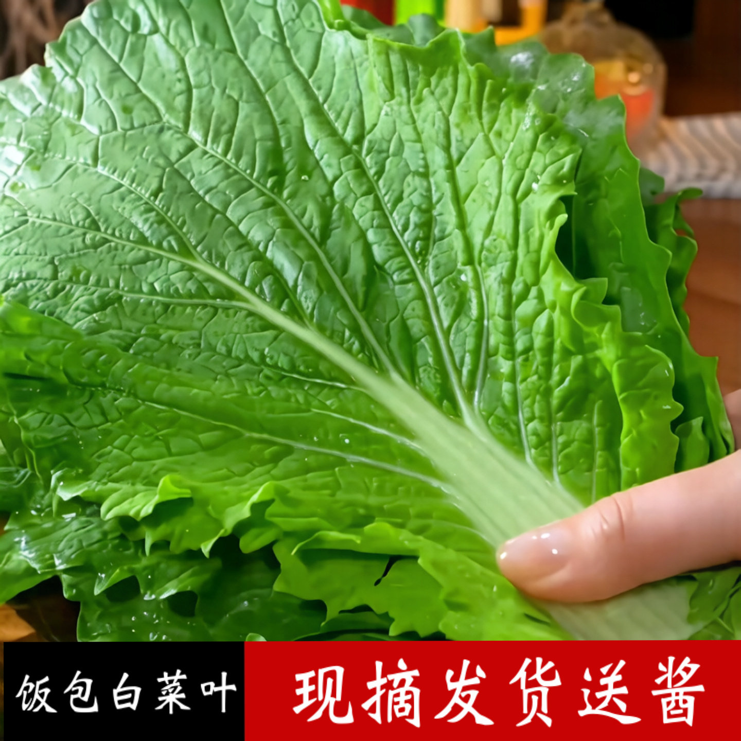 现摘白菜叶新鲜四季蔬菜产地农家自种叶菜蔬菜组合饭东北包白菜叶