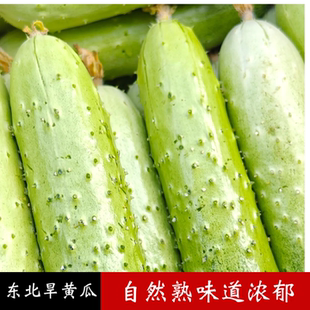 东北旱黄瓜农家种植现摘发货清脆爽口水分充足当季蔬菜水果小黄瓜