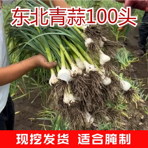 东北青蒜鲜蒜白皮鲜蒜2026年新蒜