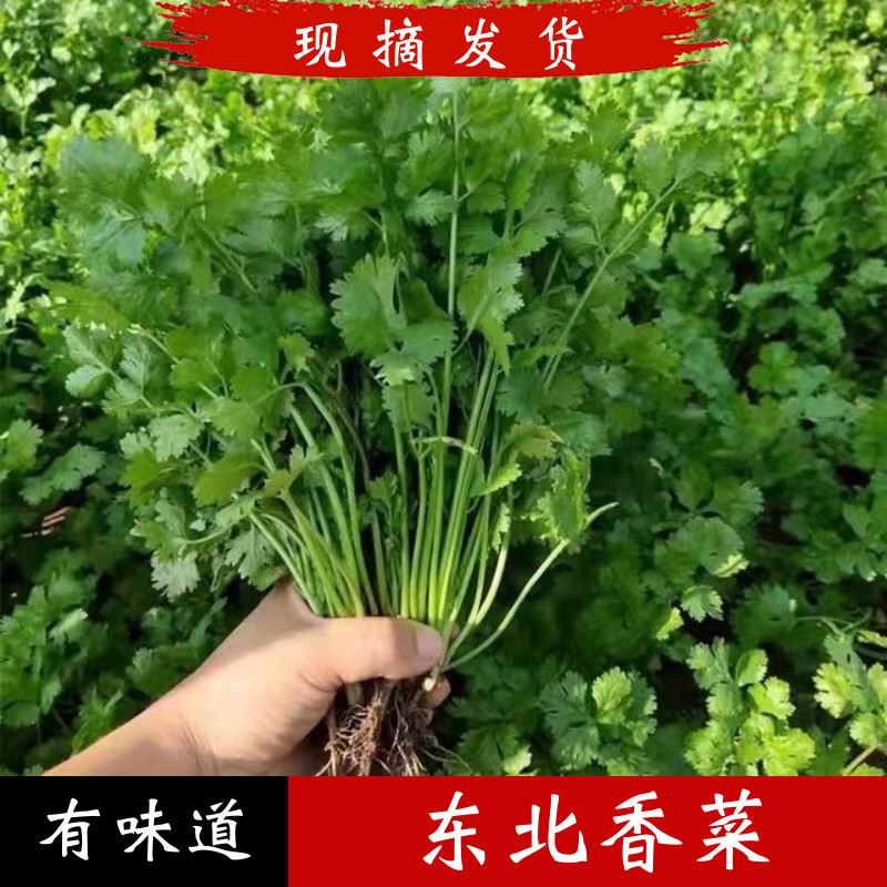 东北香菜新鲜发货小叶香菜
