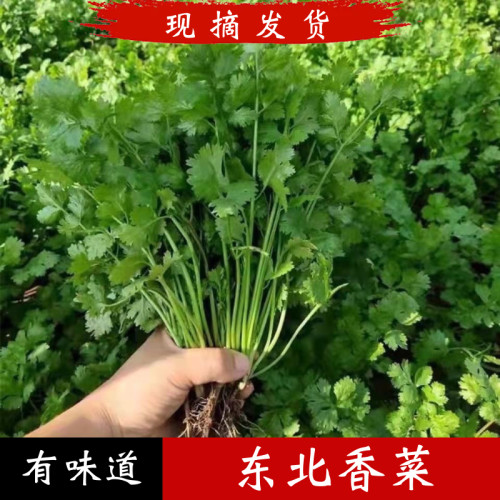 东北香菜新鲜发货小叶香菜