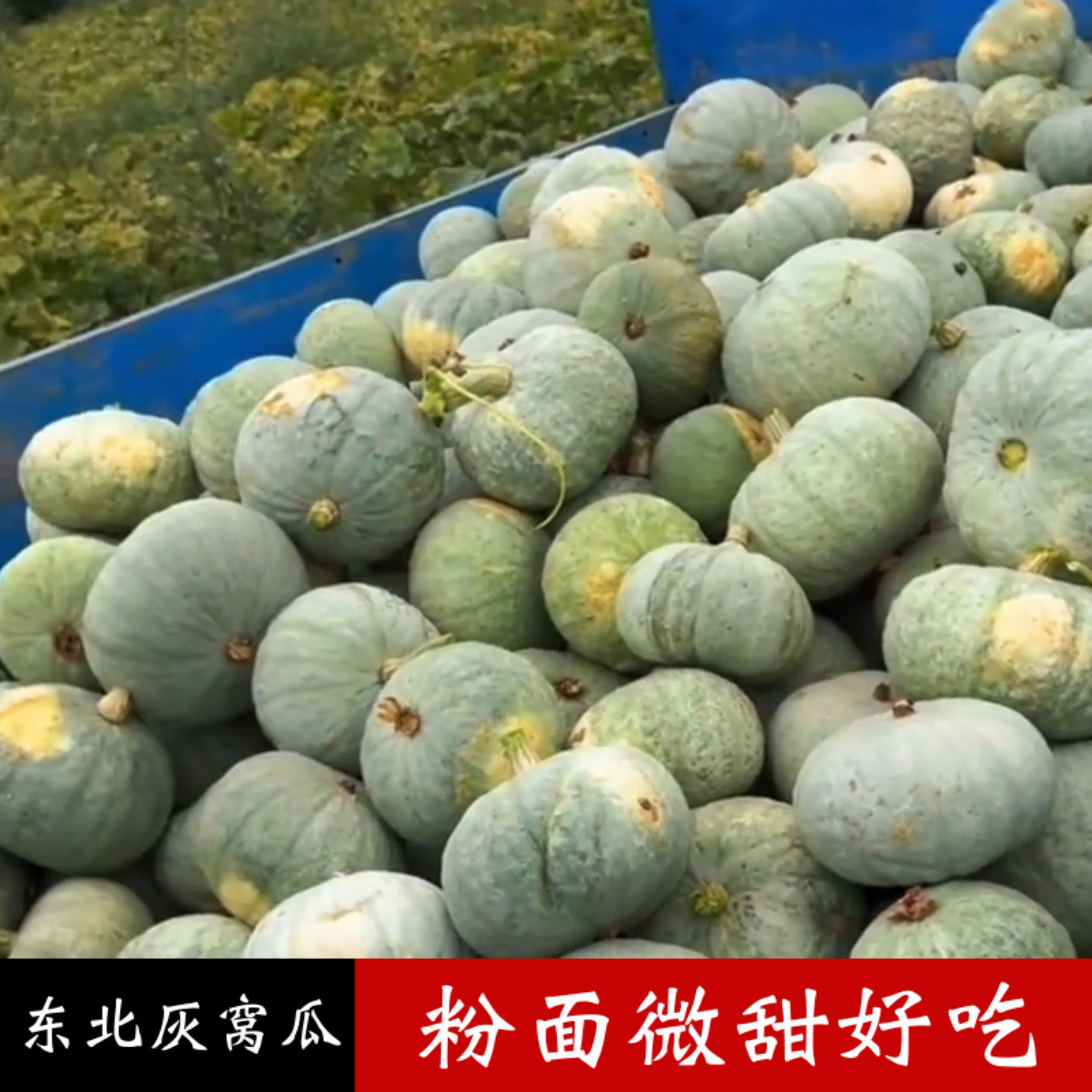 东北灰窝瓜新鲜农家自种粉面微甜好吃南瓜 东北谢花面