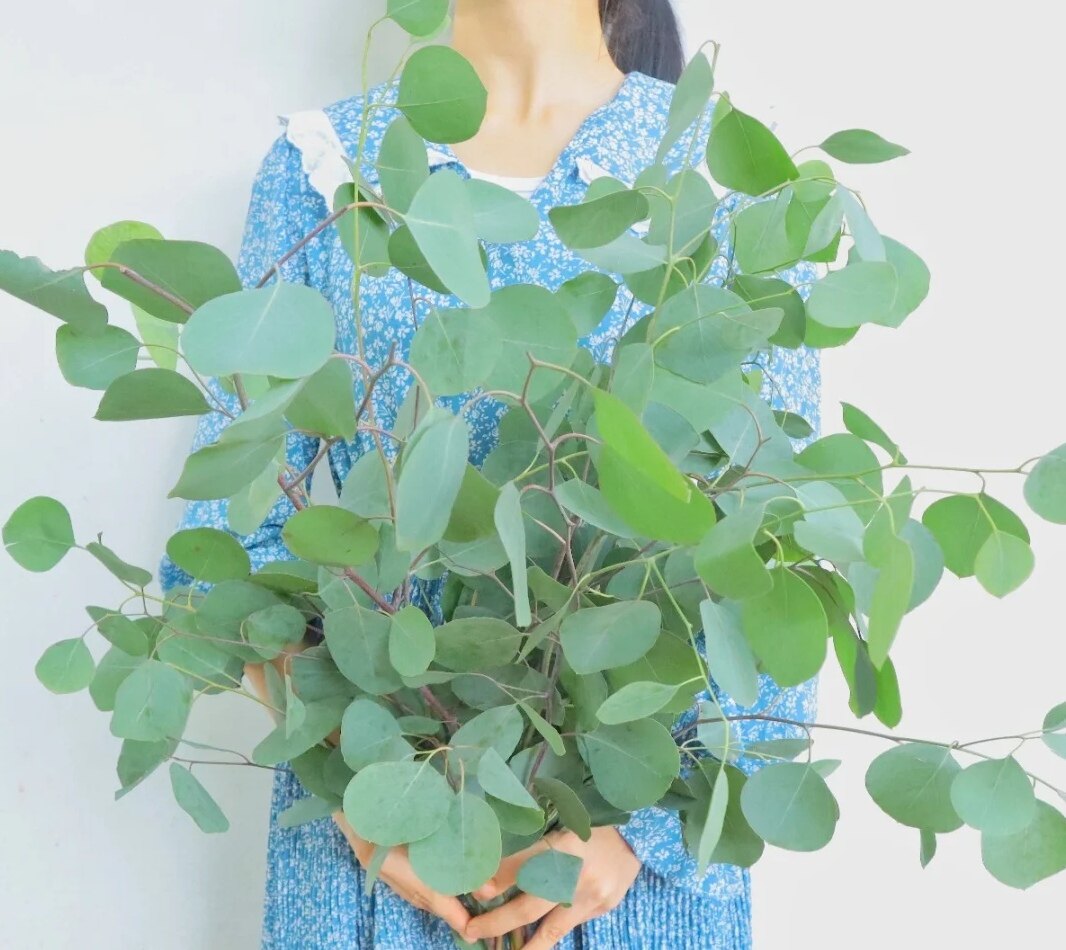 云南昆明直发浓香圆叶苹果叶蓝宝