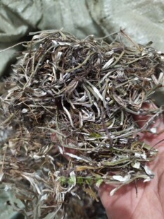 天青地白中草药材1斤包邮 金鸡舌 叶下白 上青下白 细叶鼠曲草干