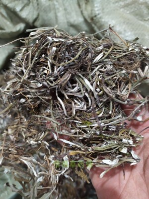 新货天青地白中草药材包邮 金鸡舌 叶下白 上青下白 细叶鼠曲草干