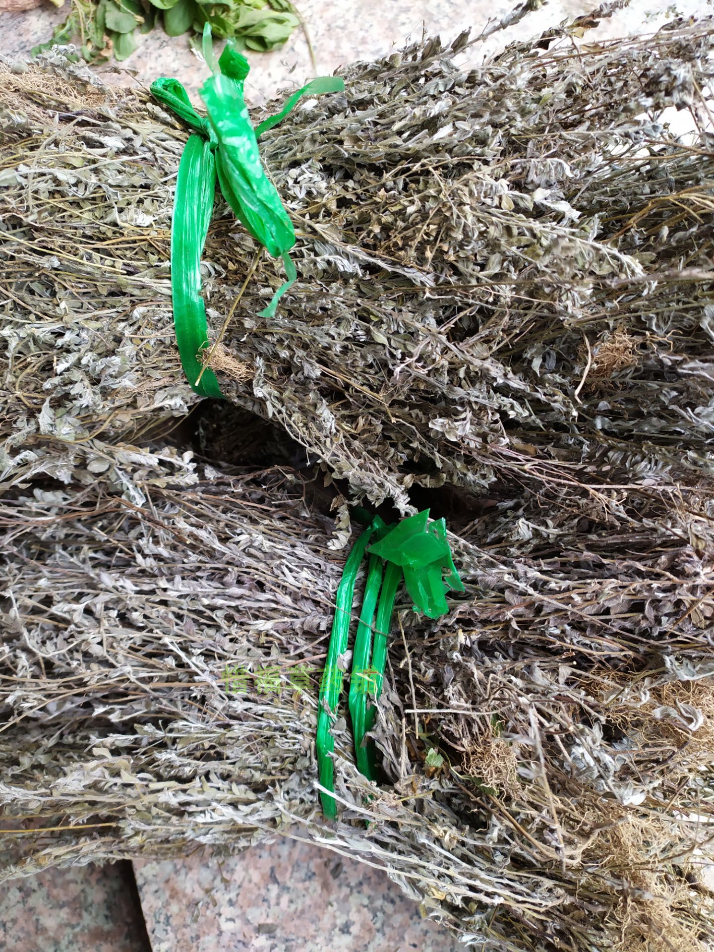 福建野生土丁桂 六甘草 小过饥草 白毛将军 银花草 白鸽草1斤包邮