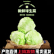 20斤装 汉堡用球生菜西餐新鲜蔬菜沙拉食材结球形圆型西生菜 包邮