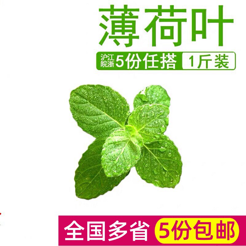 新鲜薄荷叶500g 清凉可食用i烘焙培泡酒莫吉托香料留兰香 5件包邮|msdalam kategori daging perikanan/Buah-buahan segar dan sayur-sayuran/dimasak, sayur-sayuran segar/Vegetable Products, sayur-sayuran segar, lain - dari Buy2taobao.com untuk memberikan perkhidmatan ejen Taobao profesional membeli