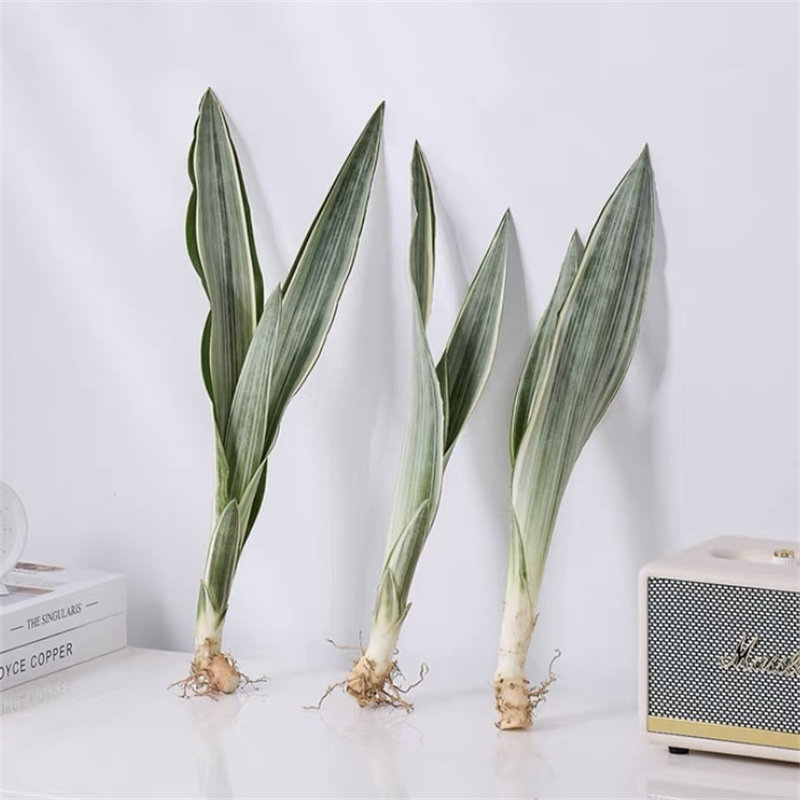 雪纹蓝龙虎皮兰室内盆栽净化空气绿植稀有品种蓝剑虎尾兰好养植物,鲜花速递/花卉仿真/绿植园艺,绿植,淘宝优惠券,粉丝福利购,淘宝优惠卷