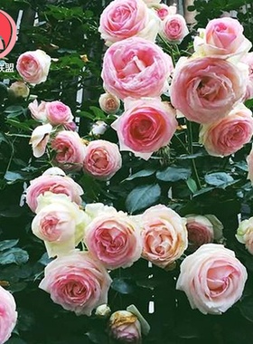 粉龙沙宝石月季四季开花不断庭院阳台蔷薇爬藤攀援藤本月季大苗