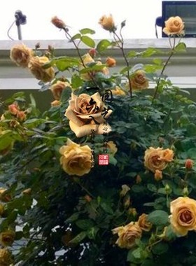 黄油硬糖藤本月季花推荐品种玫瑰