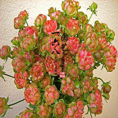 日月小萝卜月季花与闪电 埃克莱尔 花型相同多头丰花微型月季花