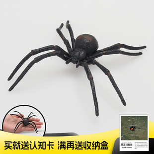 仿真实心动物儿童玩具模型节肢动物黑寡妇蜘蛛间斑寇蛛认知装 饰