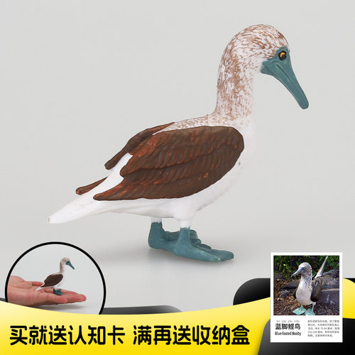 仿真实心动物玩具模型蓝脚鲣鸟